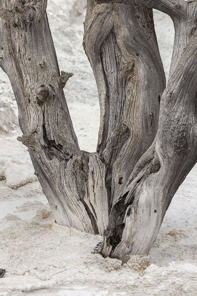 Jones, Adam 아티스트의 Dead tree-Canary Spring-Mammoth Hot Springs-Yellowstone National Park-Wyoming작품입니다.